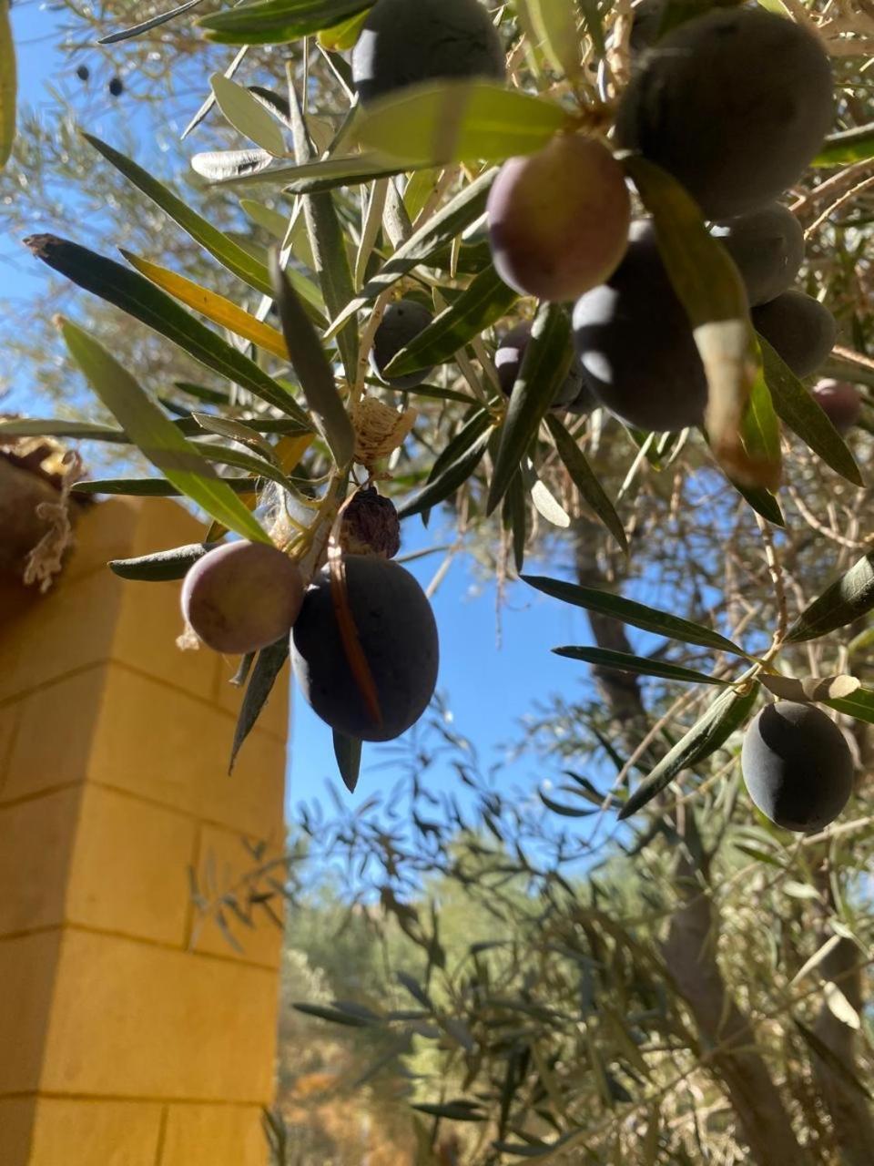 Fada Morgana Otel Siwa Oasis Dış mekan fotoğraf